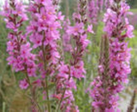  Lythrum Salicaria Extract